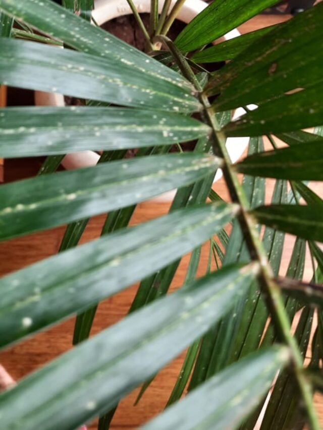 How to treat White Patches on Areca Palm leaves