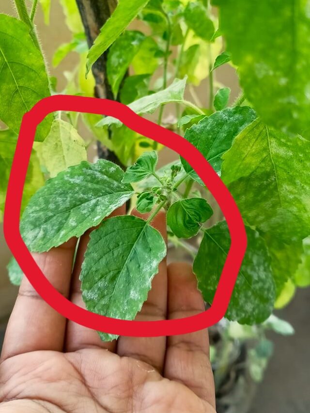 Tulsi powdery mildew view