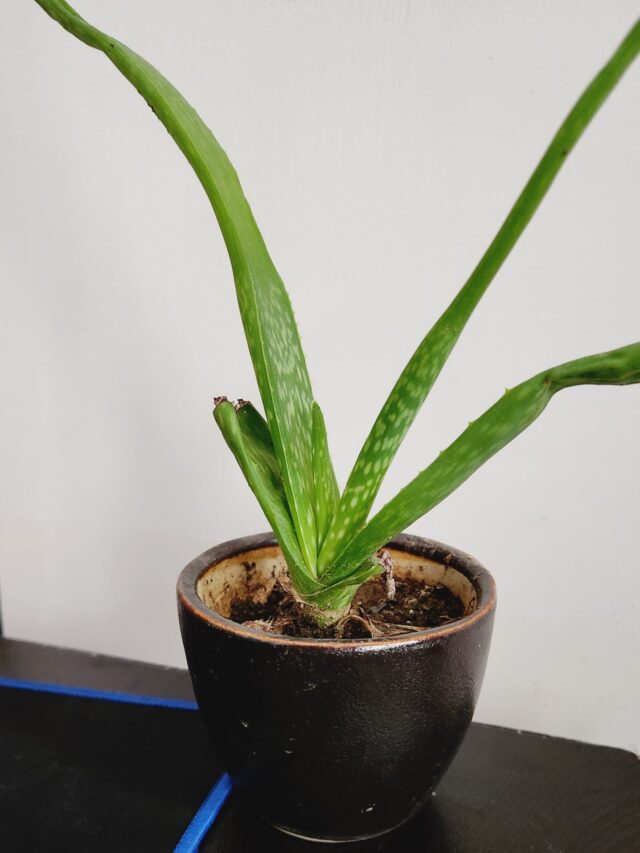 Aloe Vera indoor