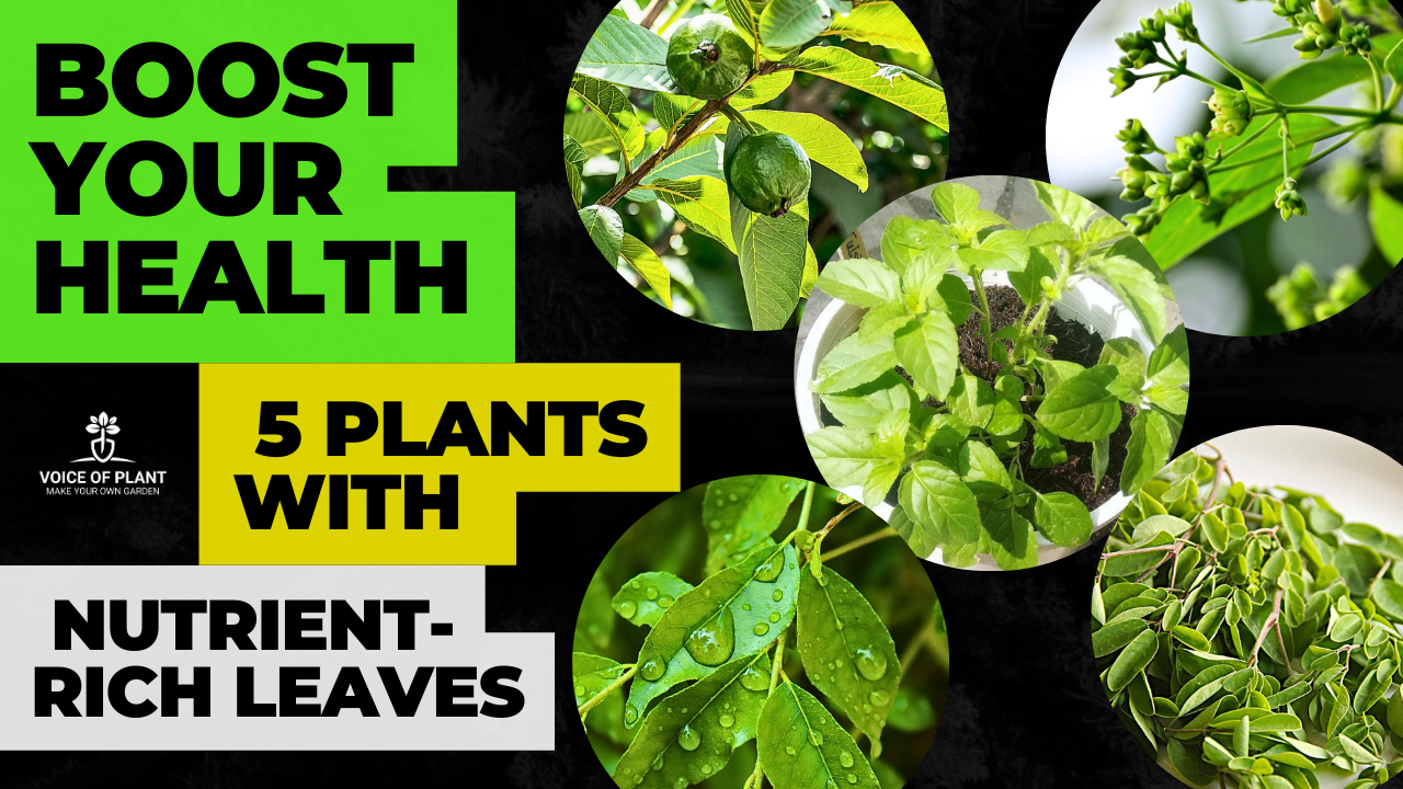 5 Plants with Nutrient-Rich Leaves