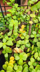 Jade plant yellow leaves 1