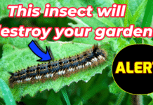 Easy Tips to get rid from Blanket Worm Insects from Your Garden