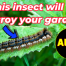 Easy Tips to get rid from Blanket Worm Insects from Your Garden