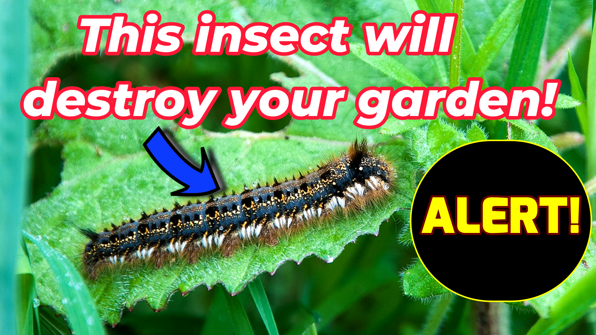 Easy Tips to get rid from Blanket Worm Insects from Your Garden