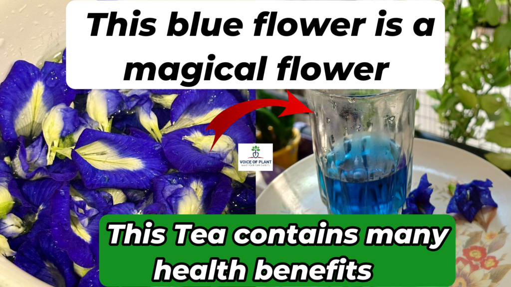 Aprajita blue flowers tea benefits