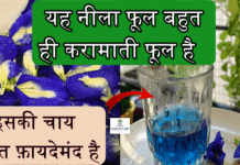 यह नीला फूल बहुत ही करामाती फूल है, इसकी चाय बहुत फ़ायदेमंद है