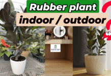 Is Rubber Plant an Indoor or Outdoor Plant?