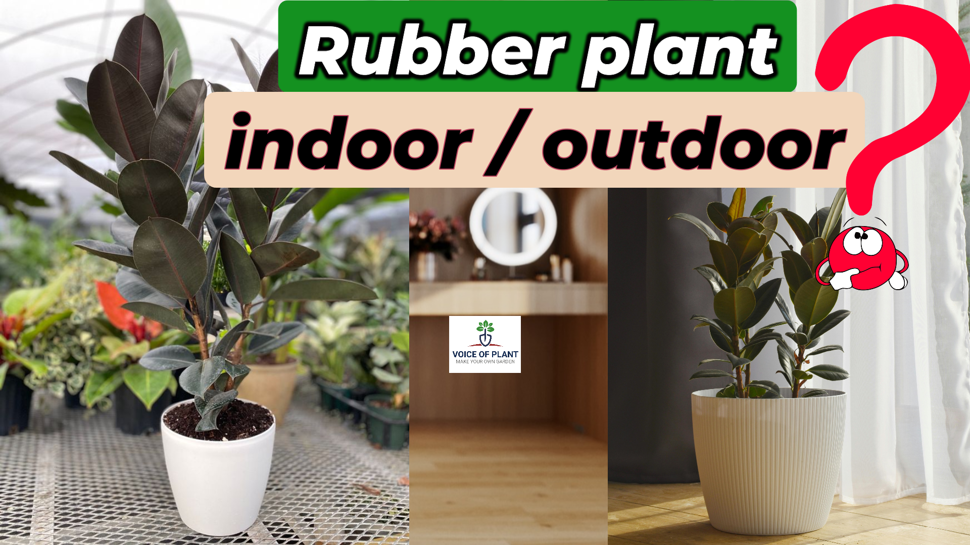 Is Rubber Plant an Indoor or Outdoor Plant?