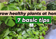 7 Tips to grow healthy plants at home