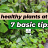 7 Tips to grow healthy plants at home