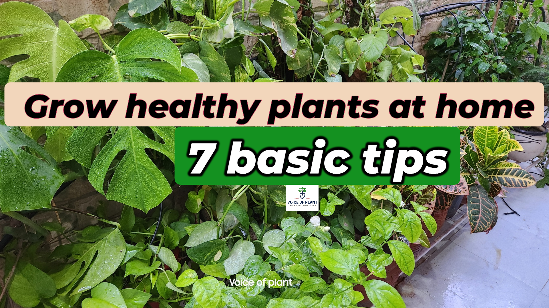 7 Tips to grow healthy plants at home