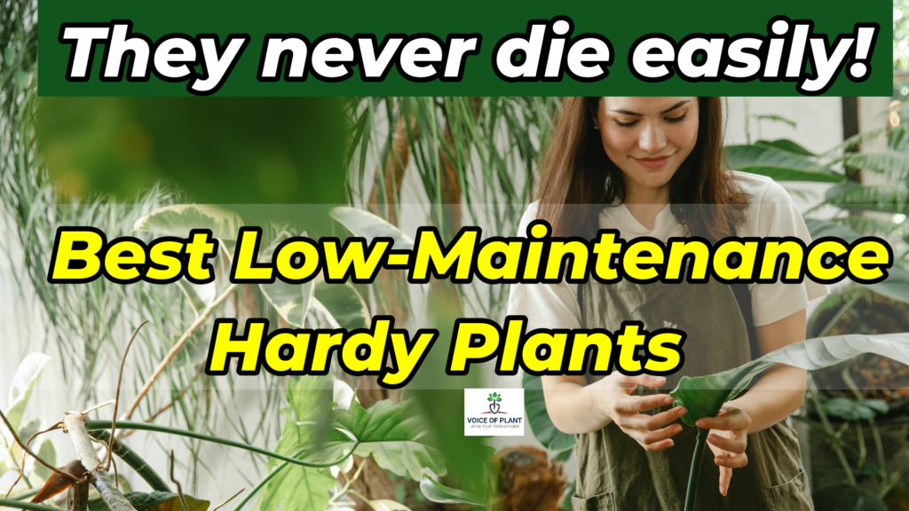 Top Low Maintenance Plants for Beginners & Busy People