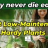 Top Low Maintenance Plants for Beginners & Busy People