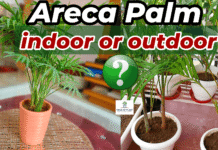 Areca palm indoor or outdoor plant