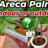 Areca palm indoor or outdoor plant