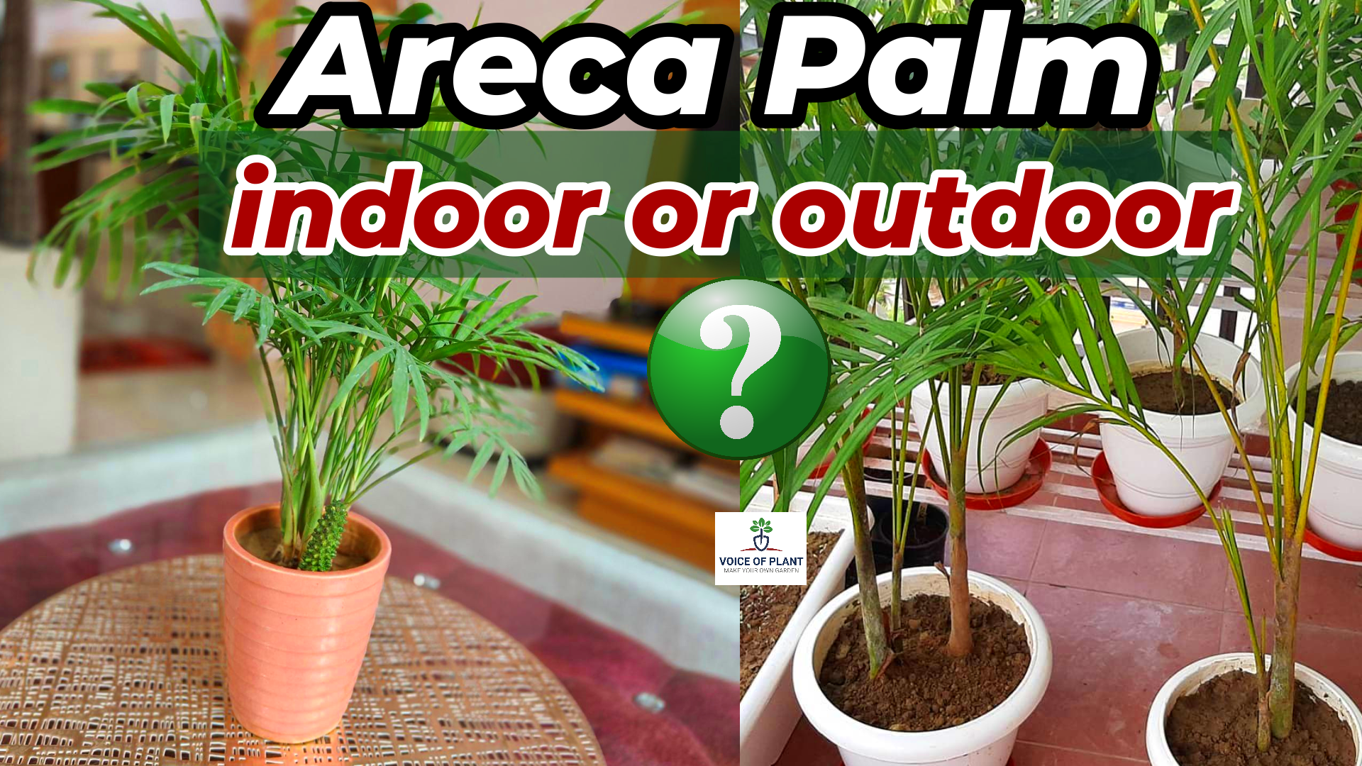 Areca palm indoor or outdoor plant