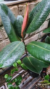 Rubber plant