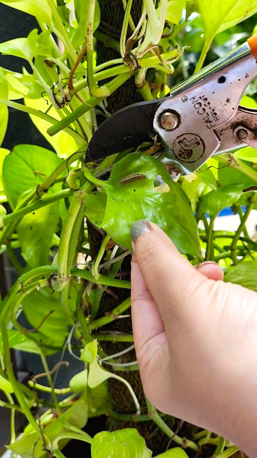 7 Easy Tips to get rid from Blanket Worm Insects from your garden