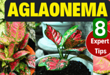 How to Make Aglaonema Bushy: 8 Simple Tips for a Healthy Indoor Plant
