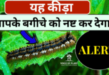 अपने बगीचे से कंबल कीड़े को हटाने के 7 आसान उपाय