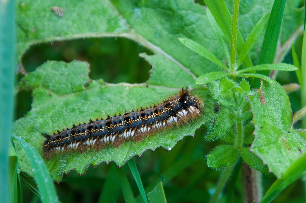 7 Easy Tips to get rid from Blanket Worm Insects from your garden