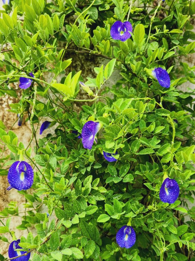 Aprajita flower