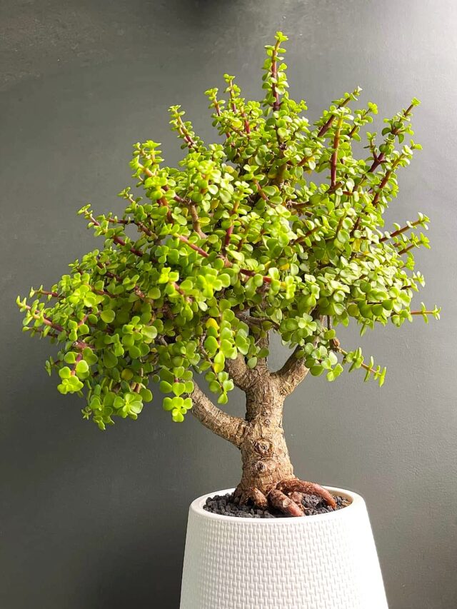 Is It Good to Keep Jade plant at Home? Find Truth