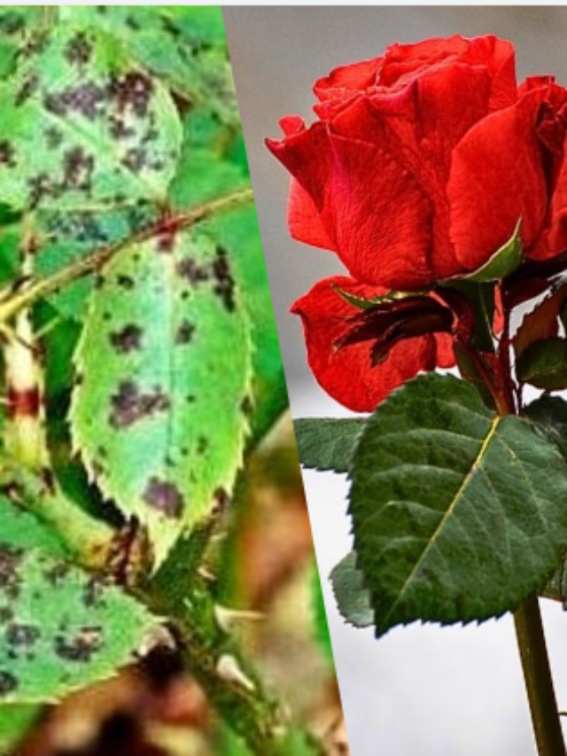 Black Spot on Rose Leaves: Causes & Solutions