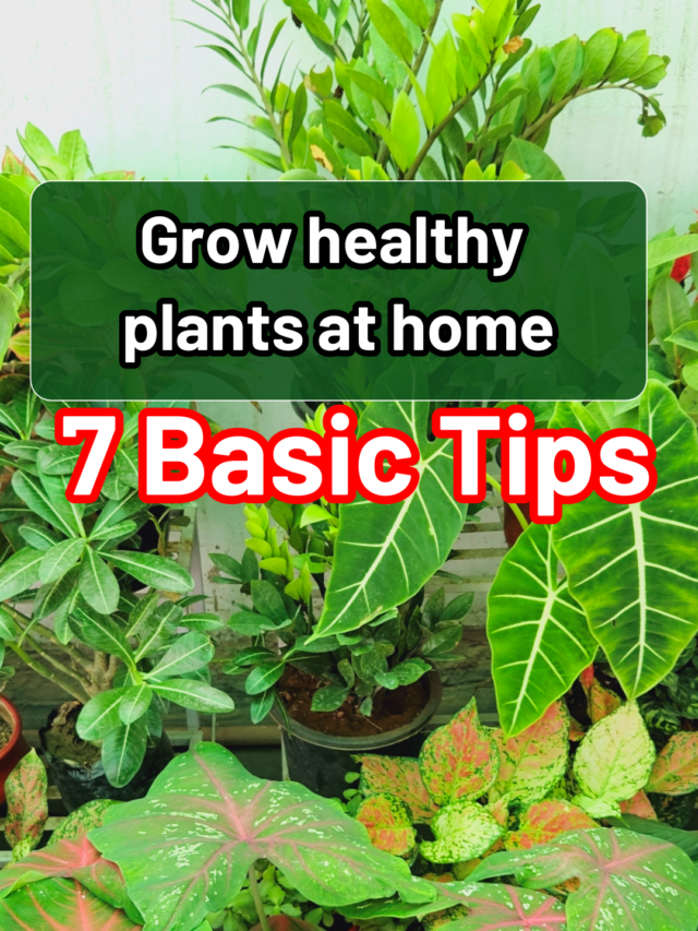 7 Tips to Grow Healthy Plants At Home