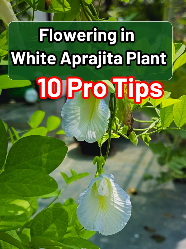 10 Tips to get Flowering in White Aprajita Plant