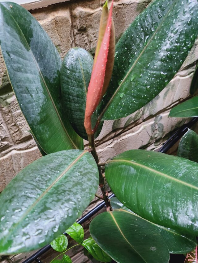 Is Rubber Plant an Indoor or Outdoor Plant?