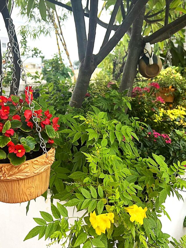 cropped-balcony-garden.jpg