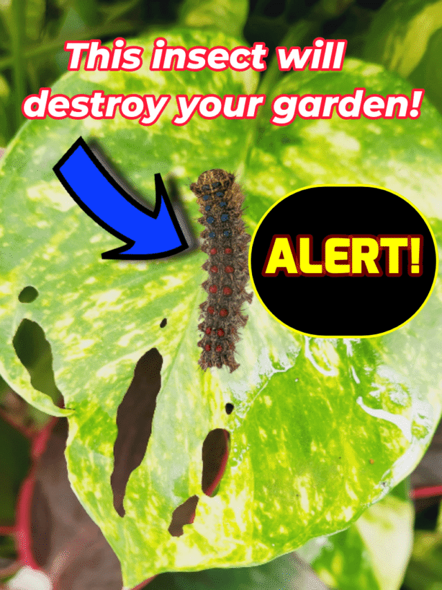 7 Natural Ways to Remove Blanket Worms  From Your Garden