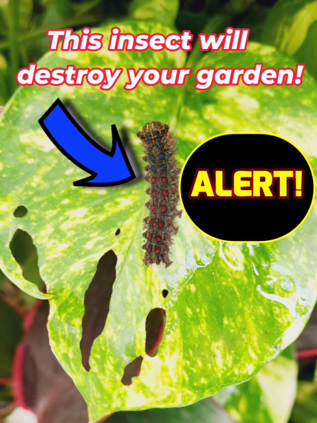 If your plant’s leaves look torn or cut, it’s likely a blanket worm infestation! Act fast with these tips