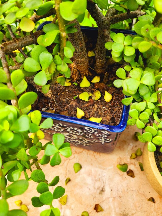 Why My Jade Plant Leaves Turning Yellow & Falling? Check Reasons