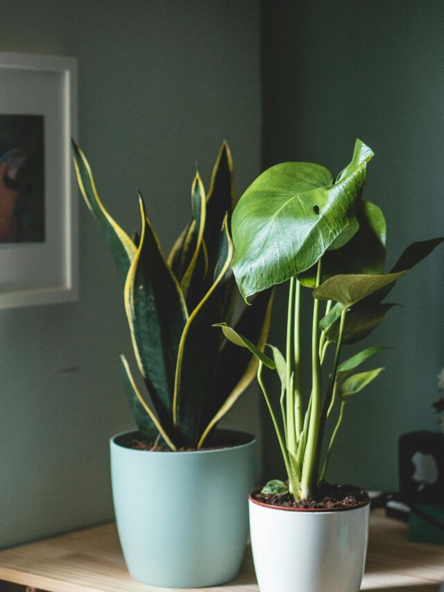 7 Indoor Plants that are Toxic in nature, keep children away from them