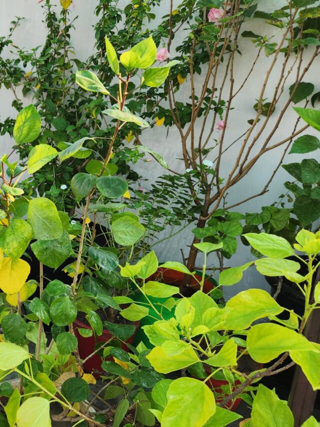 फरवरी और मार्च में लगाने वाले 11 बेस्ट पौधे