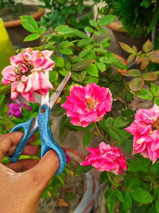 The Perfect Time to Prune Roses: Boost Flowering with These Tips