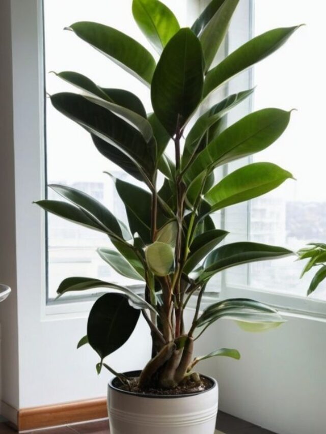 Rubber Plant Care: Should You Grow It Indoors or Outdoors?