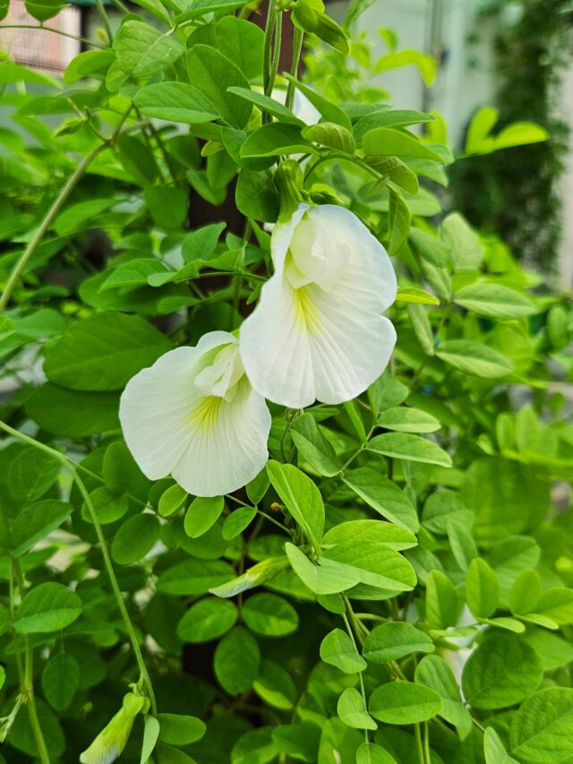 white aprajita flower 1