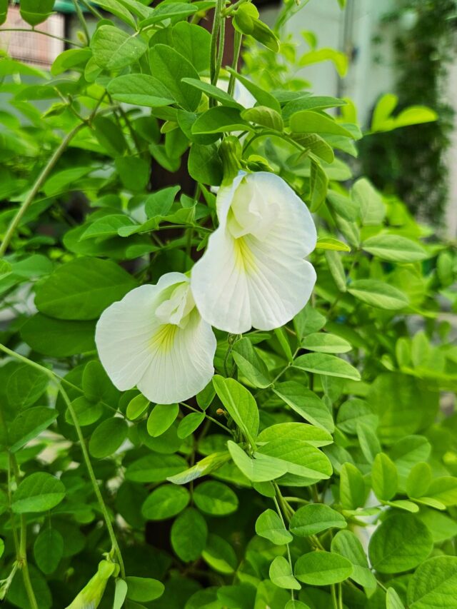 white aparajita flower