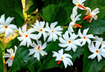 How To Grow Harshringar Plant (Night Jasmine/Parijat) – Complete Care Guide Updated 2025 harshringar Parijat flowers