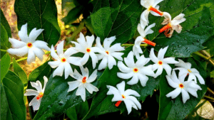 Harshringar Plant
