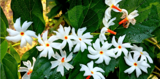 How To Grow Harshringar Plant (Night Jasmine/Parijat) – Complete Care Guide Updated 2025 harshringar Parijat flowers