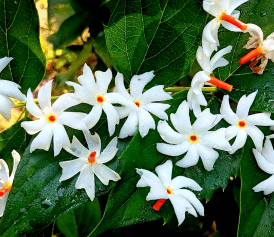 harshringar Parijat flowers