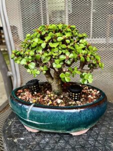 jade plant bonsai
