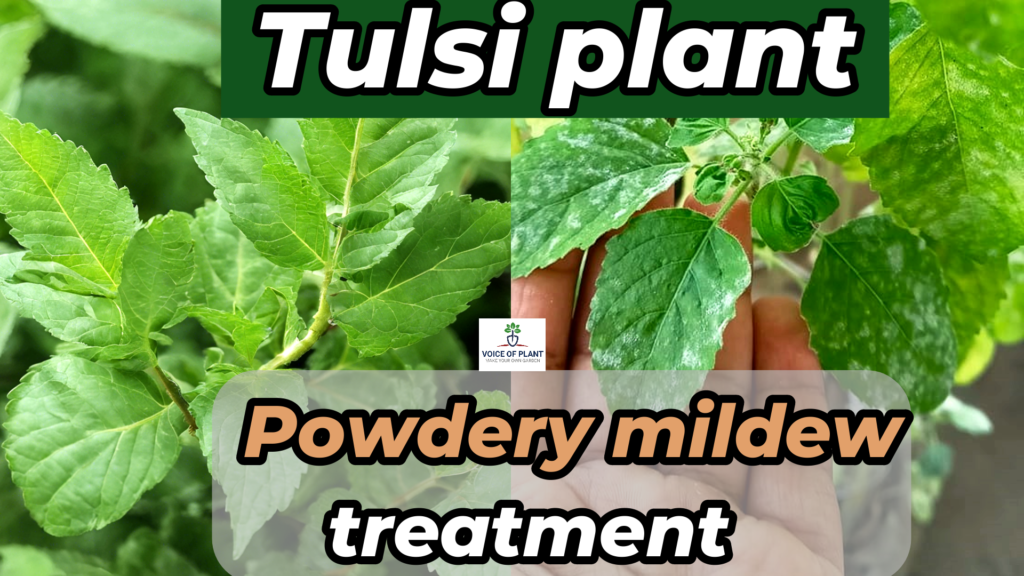 How to Treat & Prevent Mildew on Tulsi (Holy basil) leaves