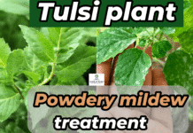 How to Treat Powdery Mildew on Tulsi (Holy basil) leaves: Check these 8 Best Tips How to Treat & Prevent Mildew on Tulsi (Holy basil) leaves