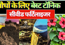 seaweed fertilizer tonic
