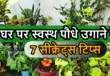 घर पर स्वस्थ पौधे उगाने के 7 महत्वपूर्ण रहस्य